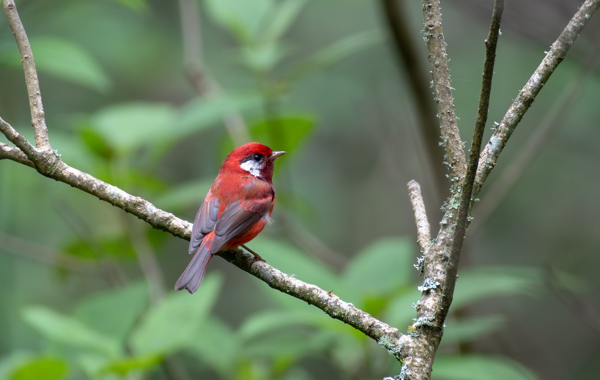 Red Warbler (White-cheeked) - ML625457903