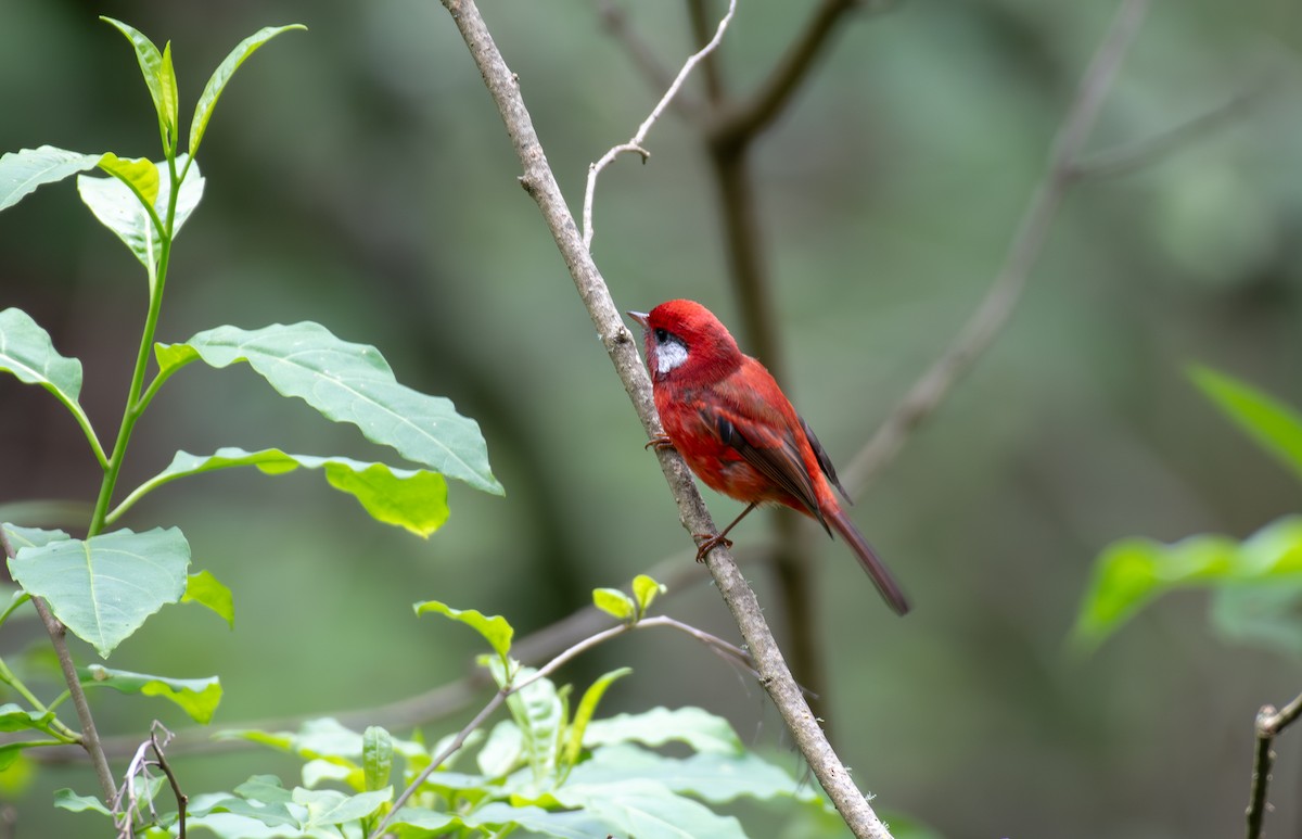 Red Warbler (White-cheeked) - ML625457905