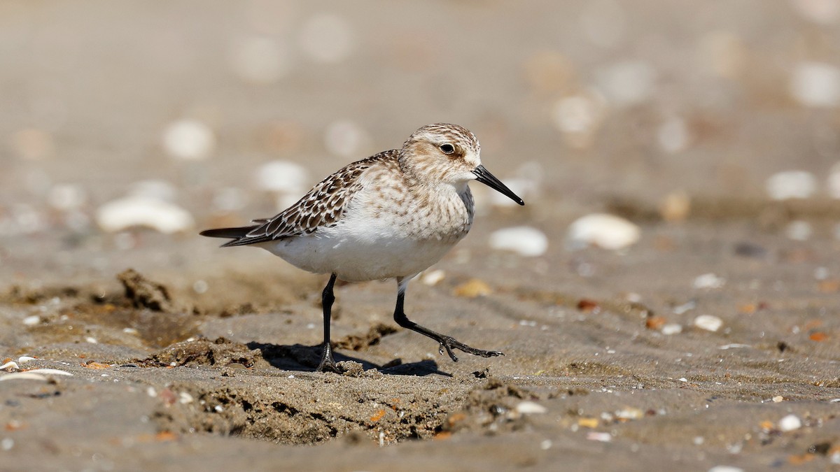 Baird's Sandpiper - ML625457934
