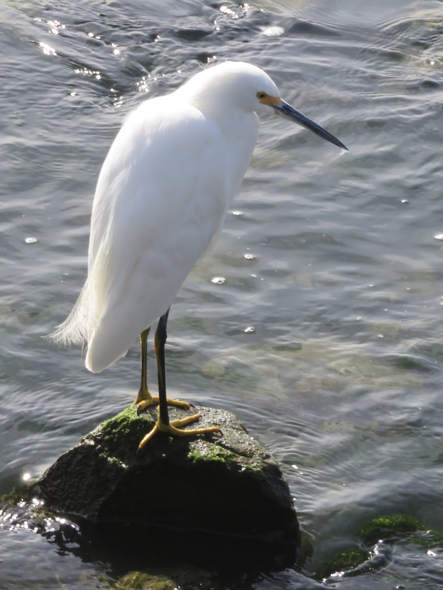 Snowy Egret - ML625457943