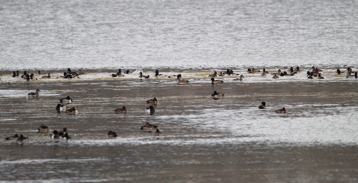 Ring-necked Duck - ML625458004