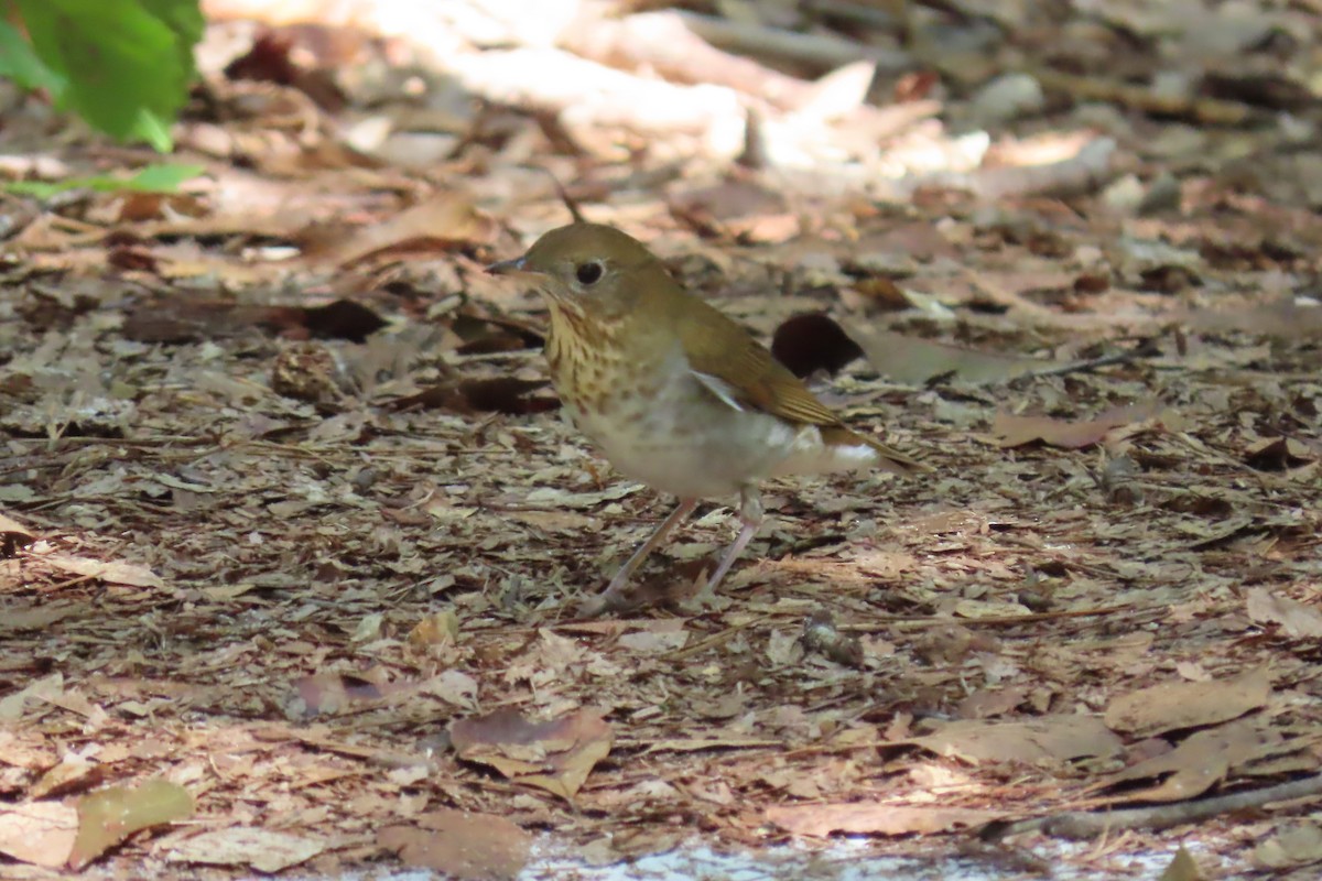 Veery - Kevin Christman