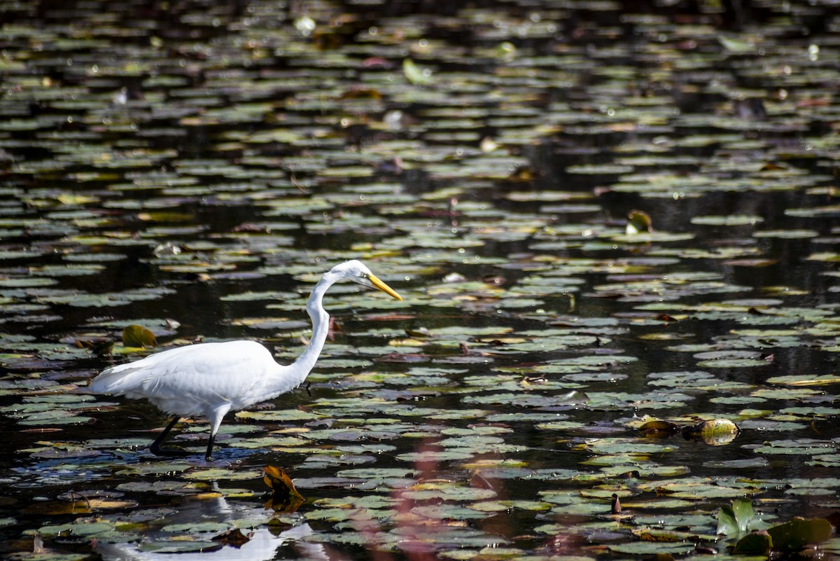 Great Egret - ML625458067
