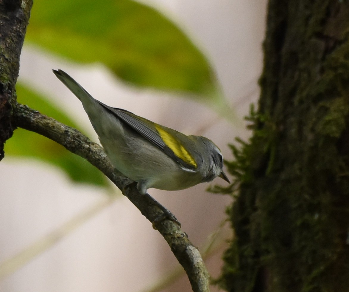 Желтокрылая червеедка - ML625458078