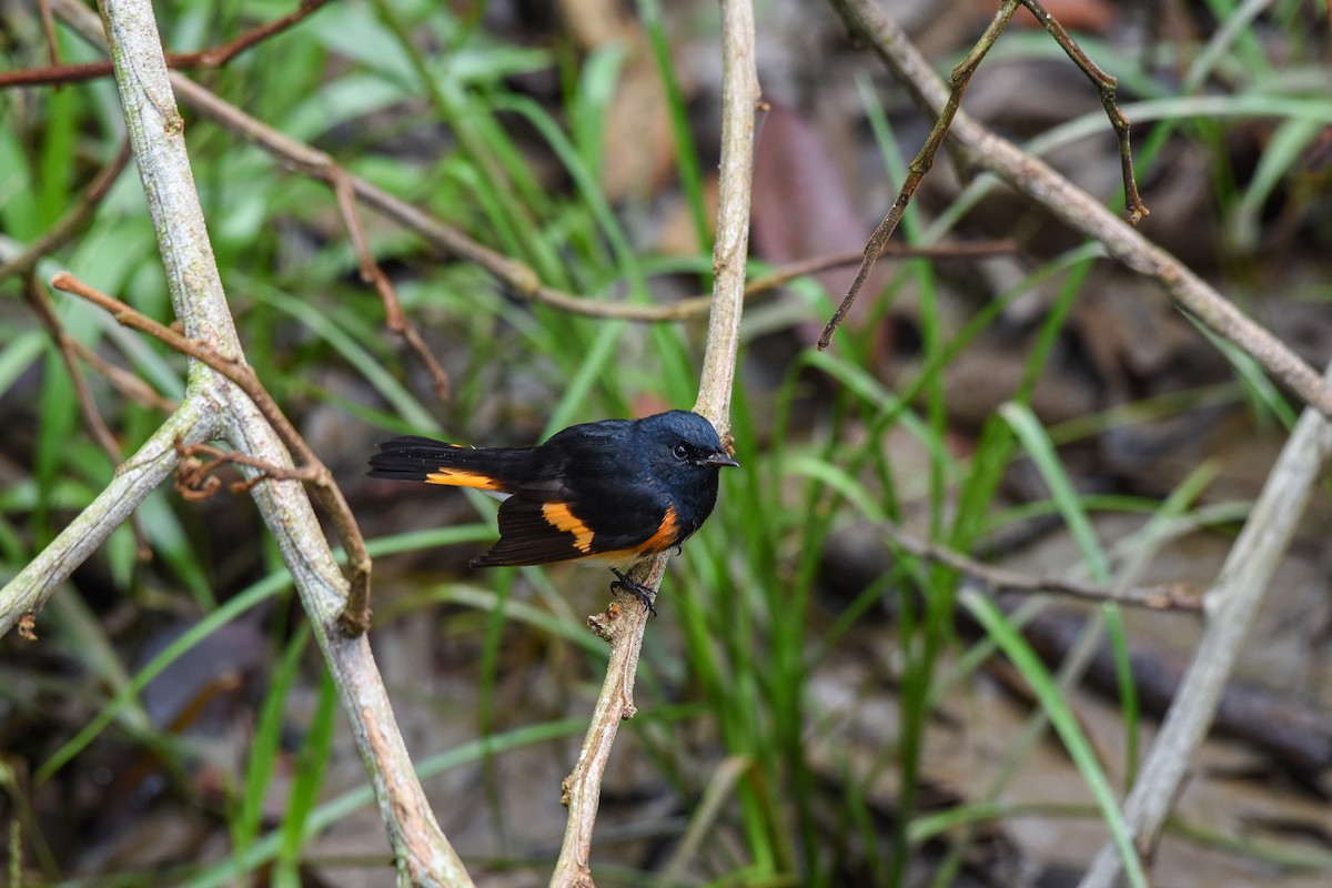 Горихвостковая древесница - ML625458128