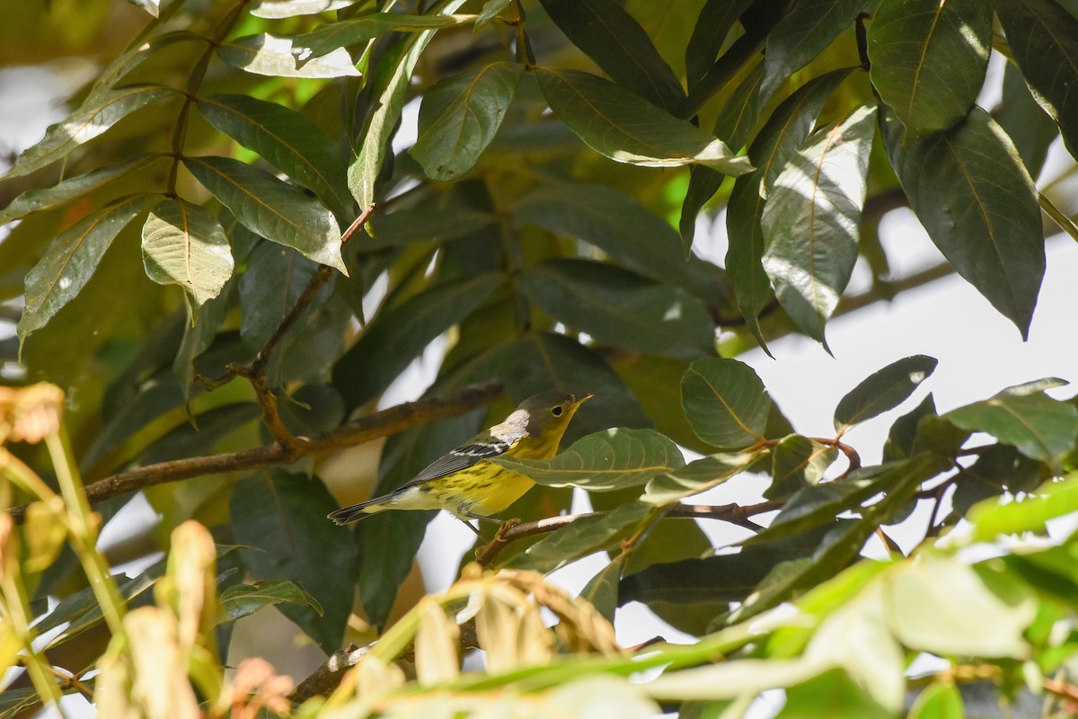 Магнолиевая древесница - ML625458154