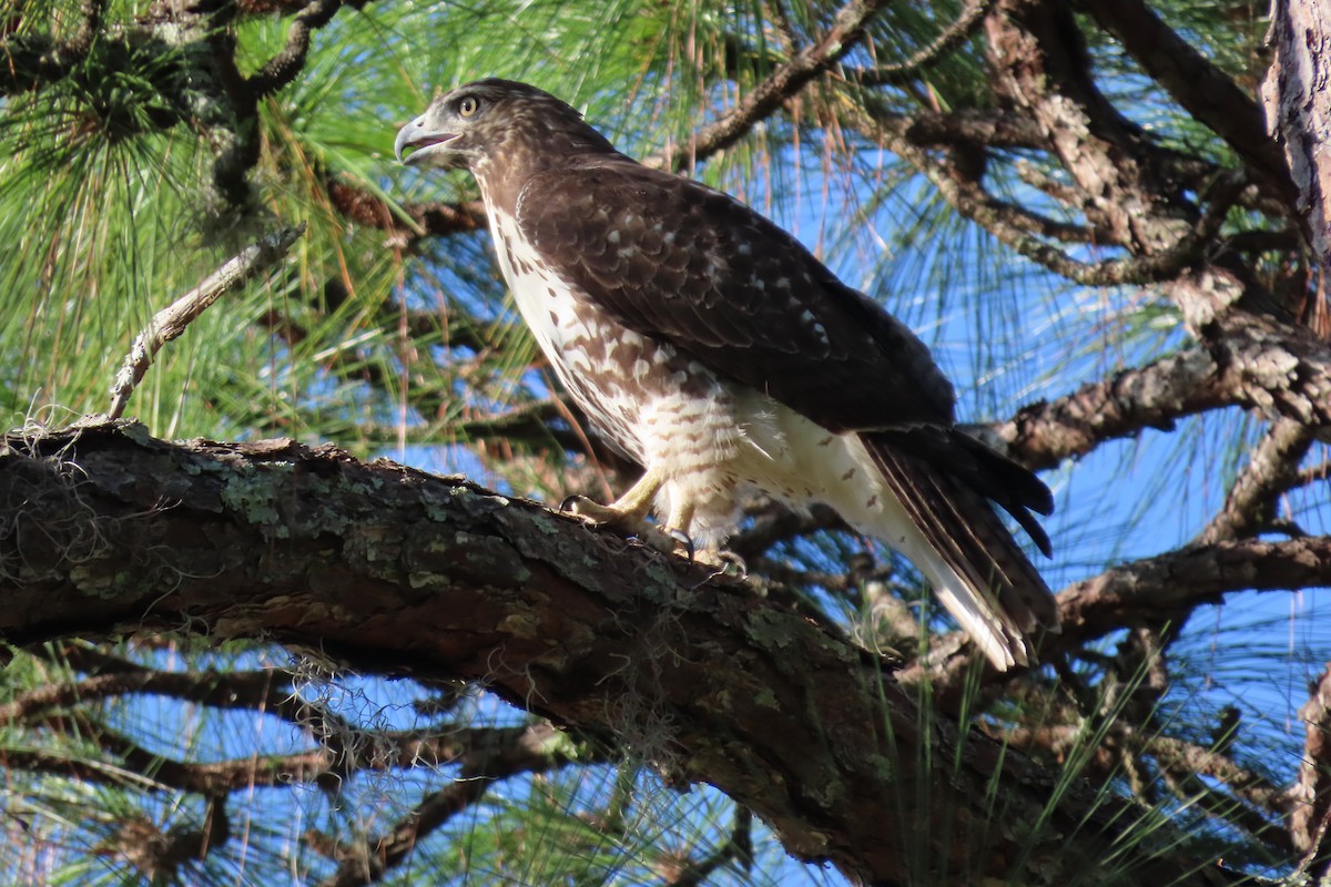 Red-tailed Hawk - ML625458178