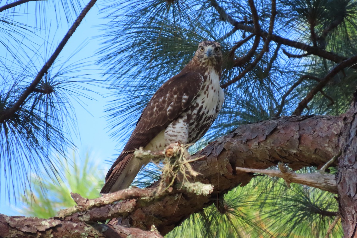 Red-tailed Hawk - ML625458179
