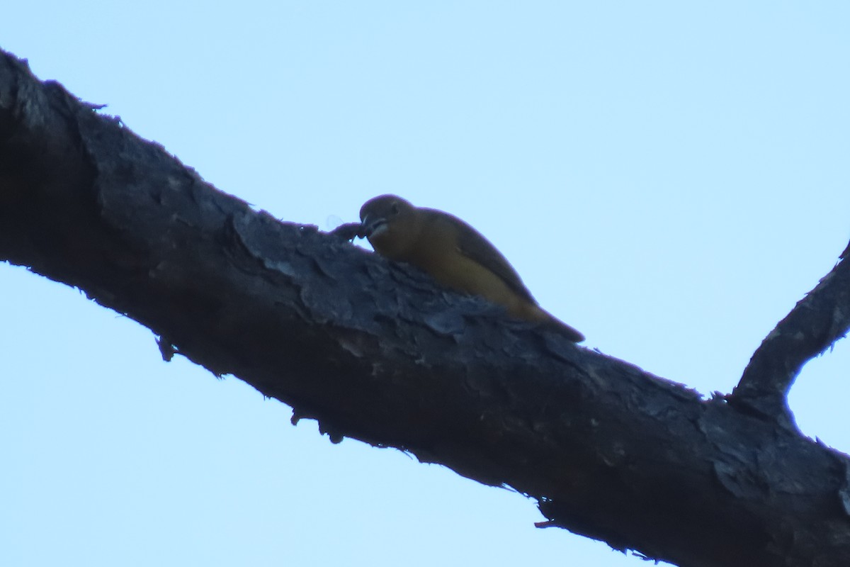 Scarlet Tanager - ML625458188