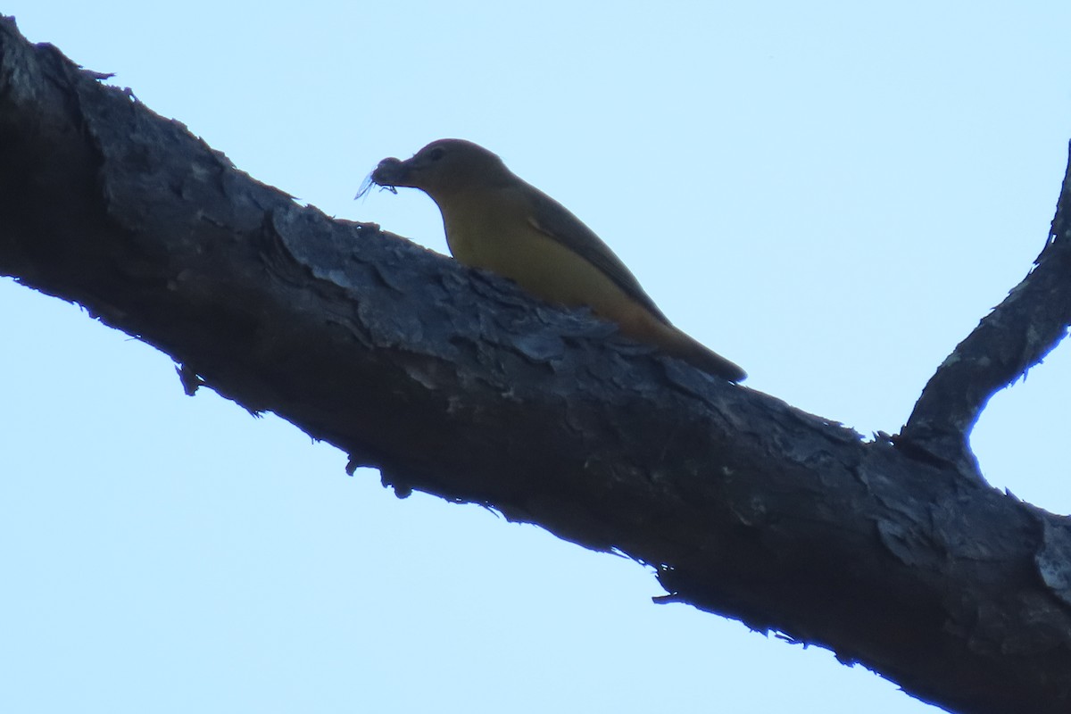 Scarlet Tanager - ML625458189
