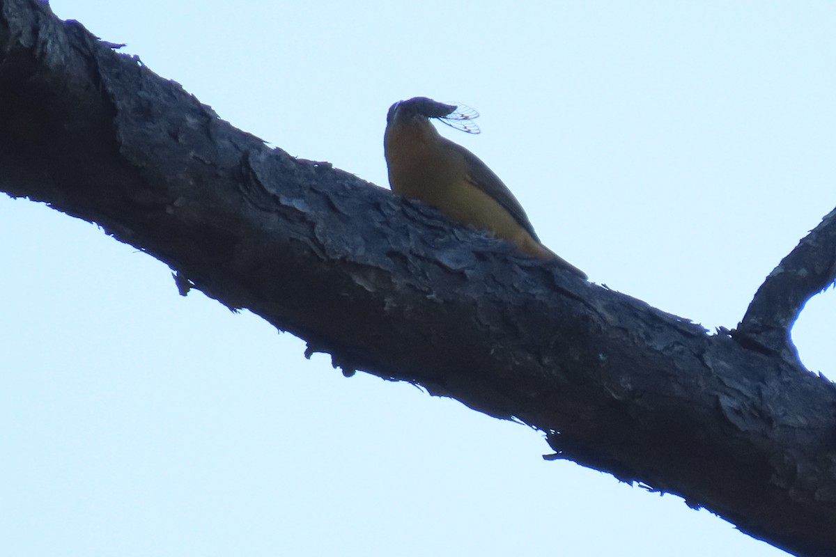 Scarlet Tanager - ML625458190