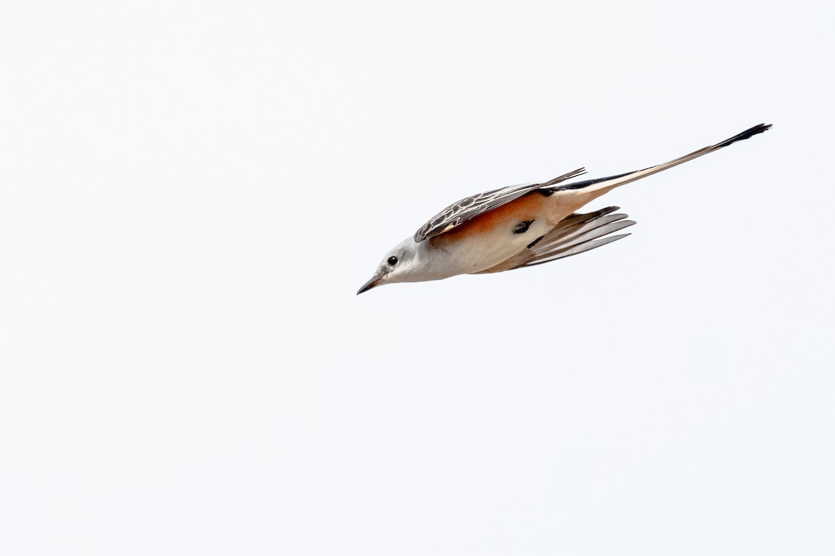 Scissor-tailed Flycatcher - ML625458196