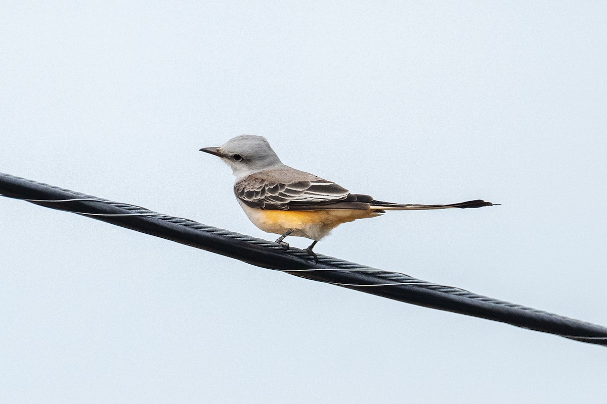 Scissor-tailed Flycatcher - ML625458197