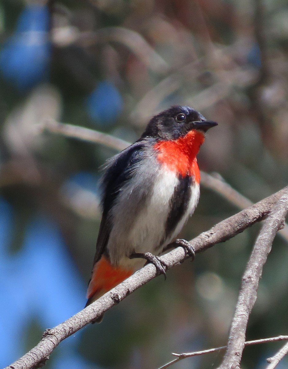 Mistletoebird - ML625458219