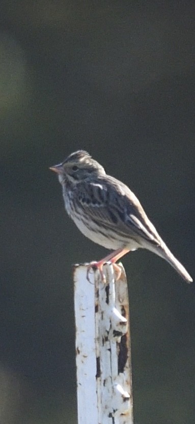 Savannah Sparrow - ML625458333