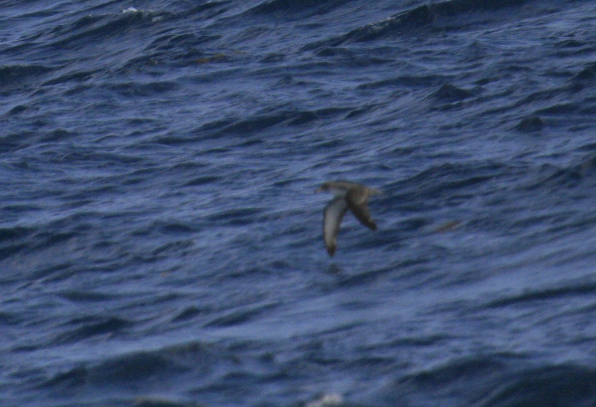 Scopoli's Shearwater - ML625458352