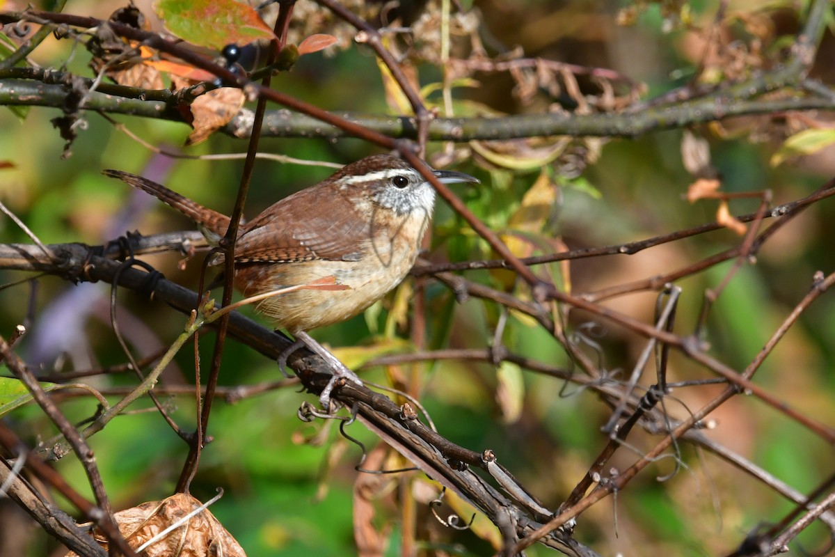 Carolina Wren - ML625458370