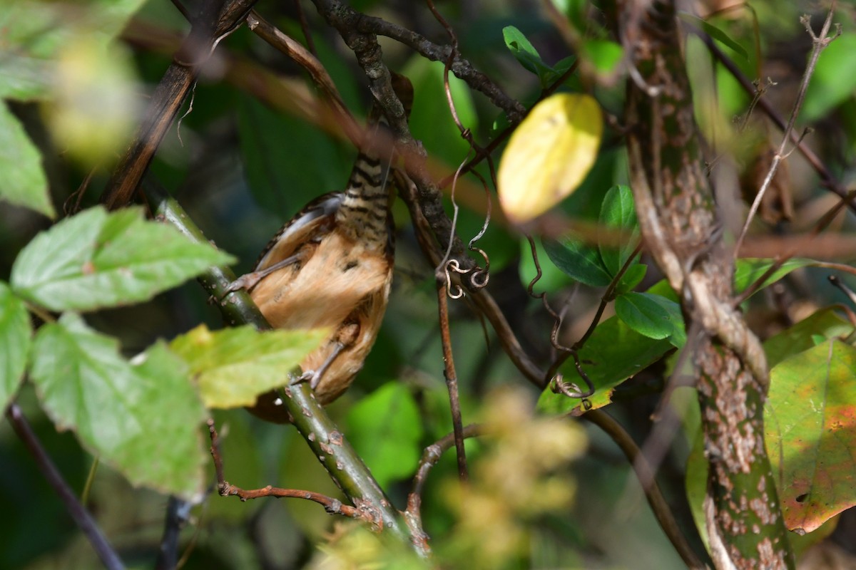 Carolina Wren - ML625458371
