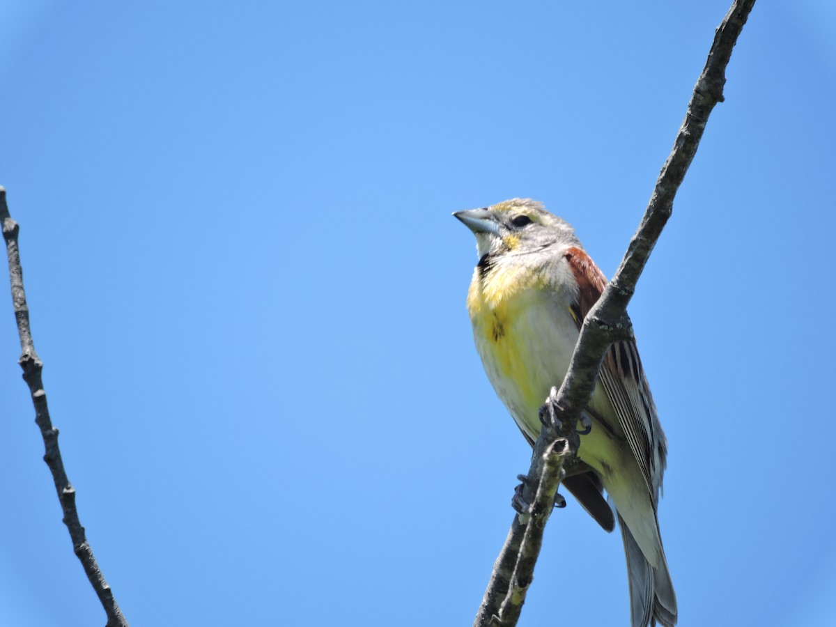 Dickcissel - Melody Walsh