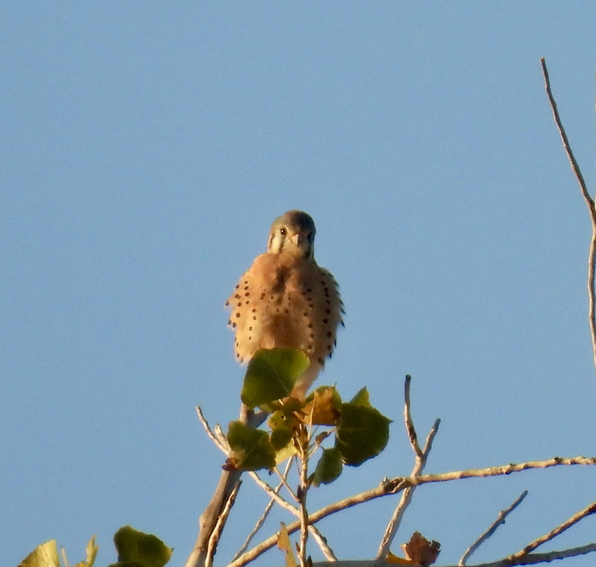 アメリカチョウゲンボウ - ML625458543