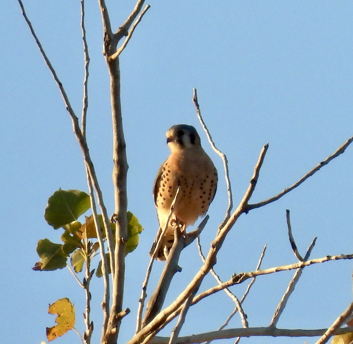 アメリカチョウゲンボウ - ML625458544