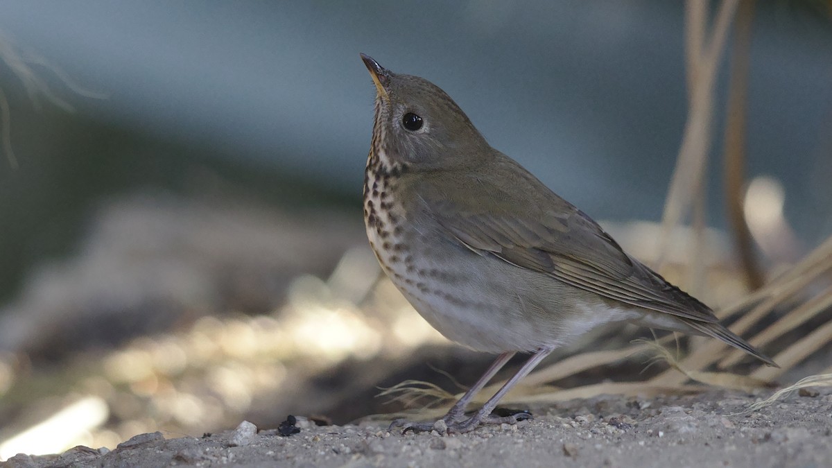 Gray-cheeked Thrush - Mark Scheel