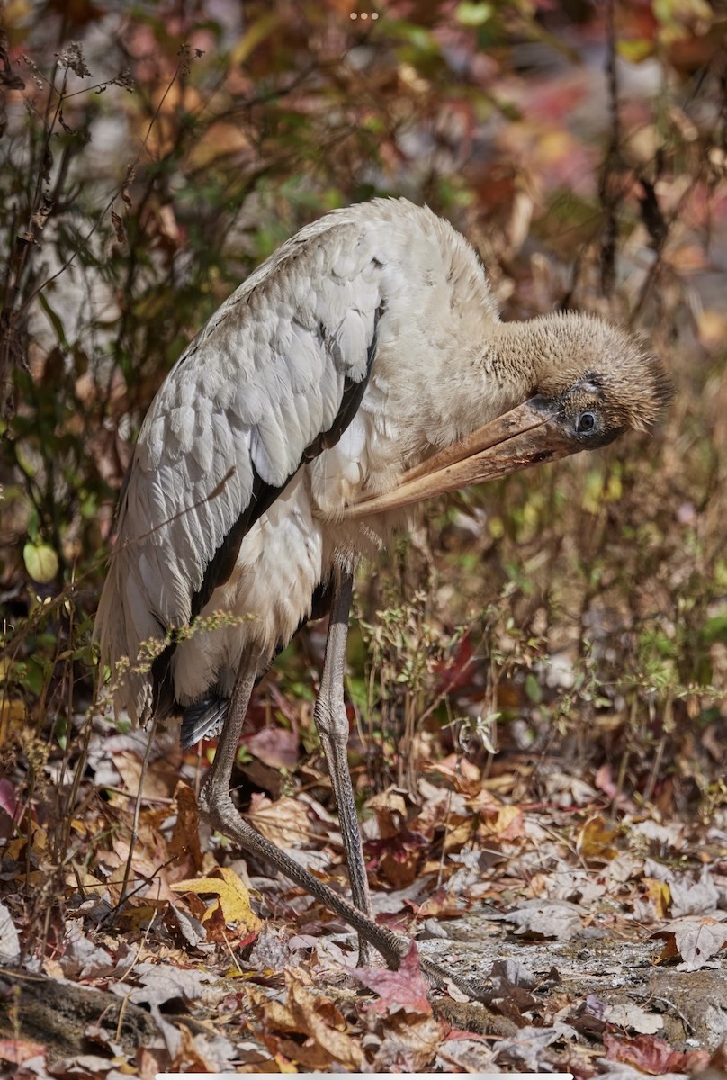 Wood Stork - ML625458606
