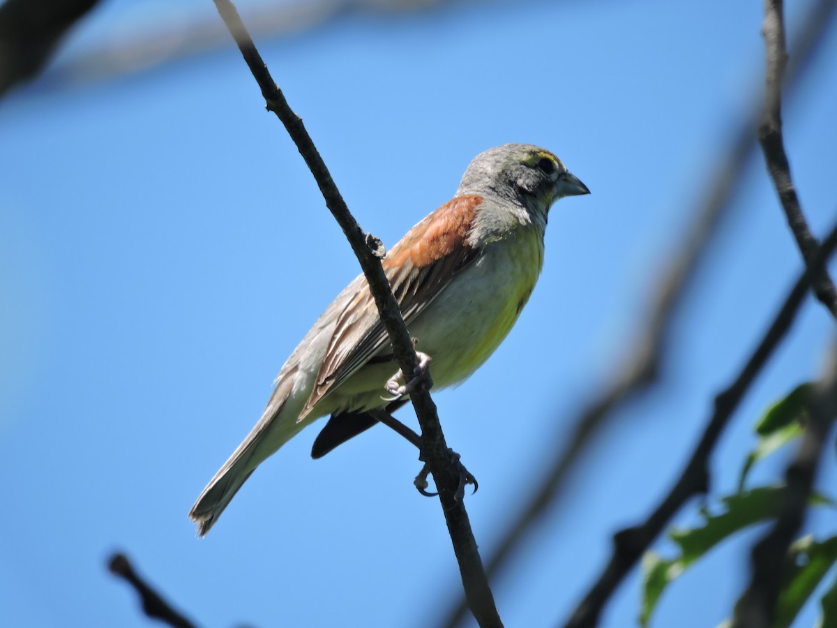 Dickcissel d'Amérique - ML62545871