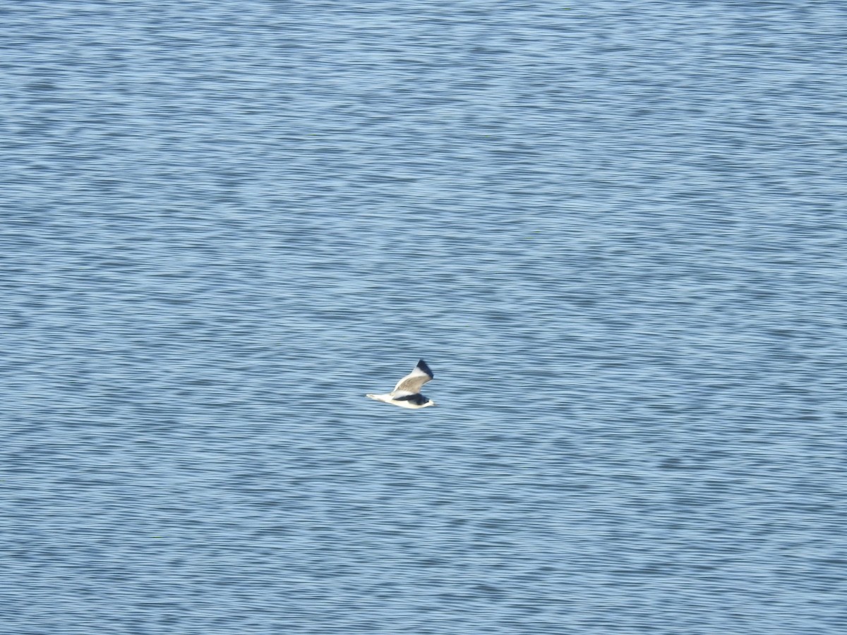 Sabine's Gull - ML625458755