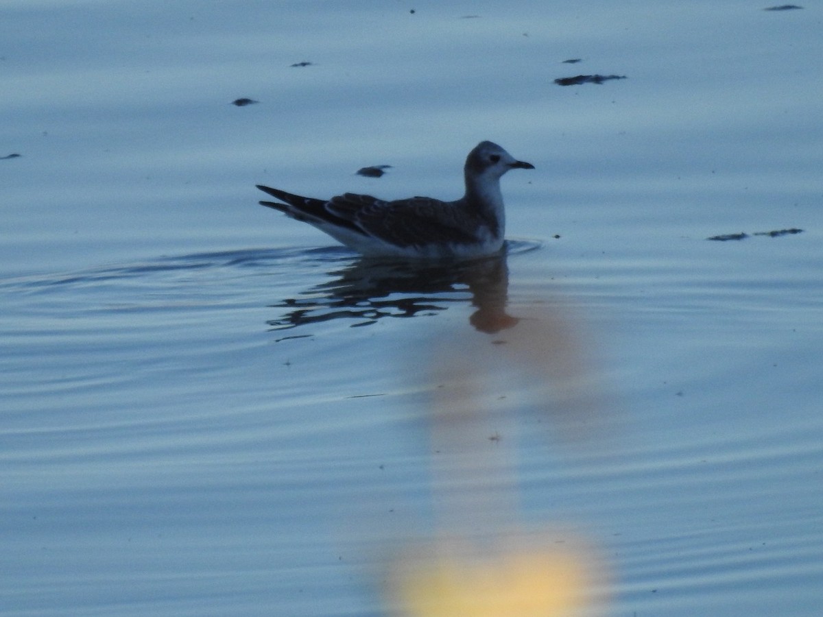 Sabine's Gull - ML625458756