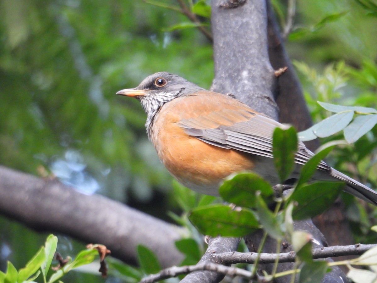 Rufous-backed Robin - Juan Ramírez