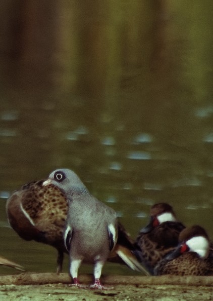 Bare-eyed Pigeon - ML625458920