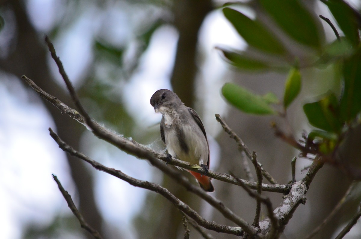 Mistletoebird - ML625458921