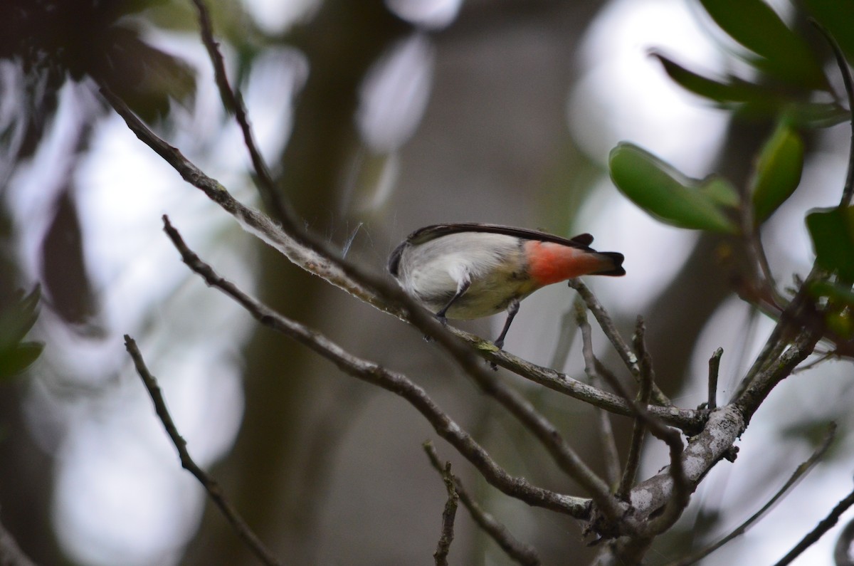 Mistletoebird - ML625458922