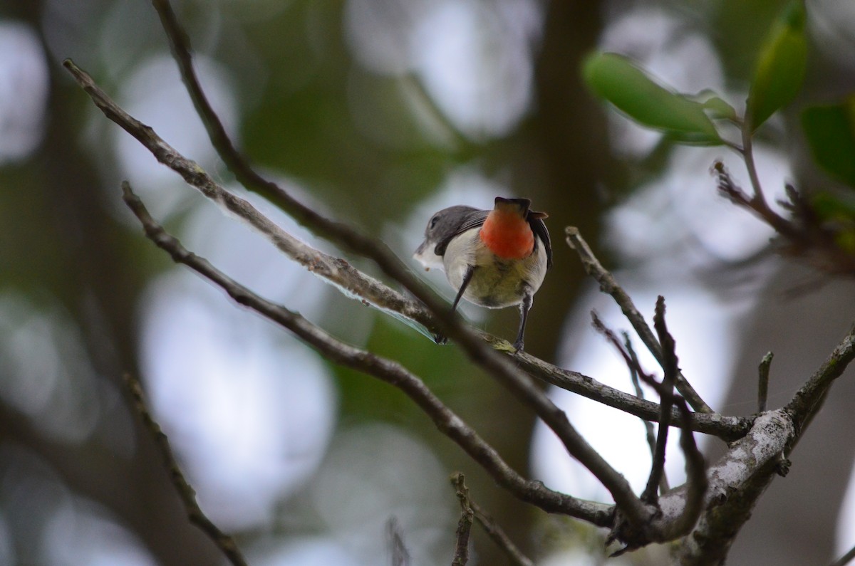 Mistletoebird - ML625458923