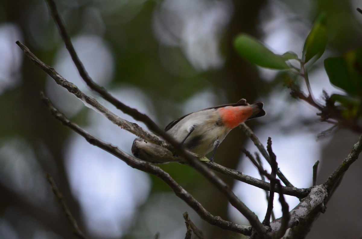 Mistletoebird - ML625458924