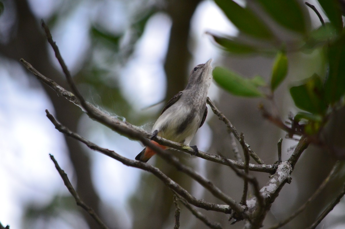 Mistletoebird - ML625458934