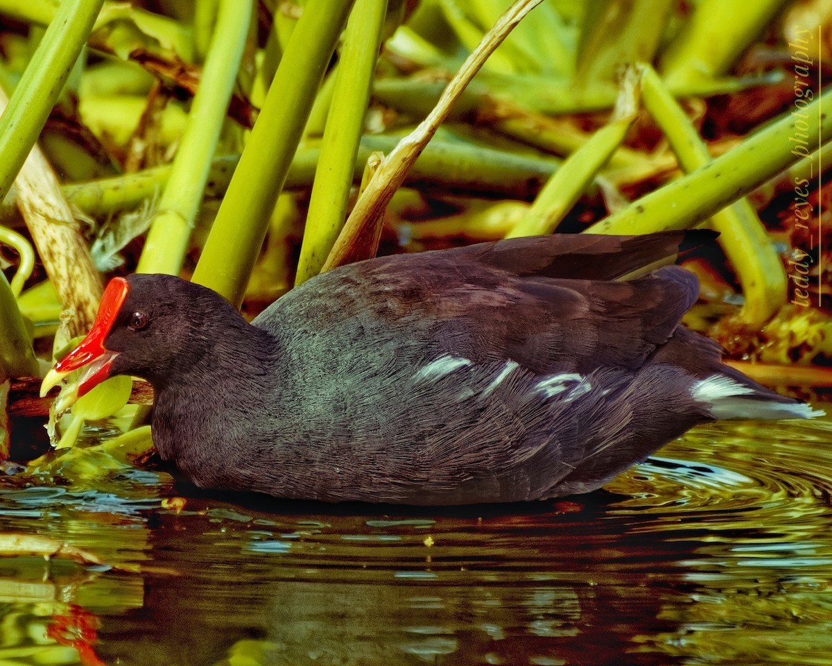 Common Gallinule - ML625458943