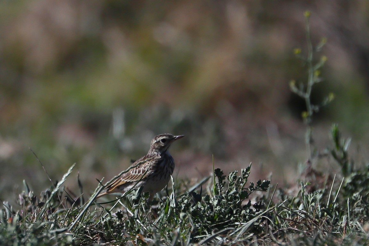 Australian Pipit - ML625458951