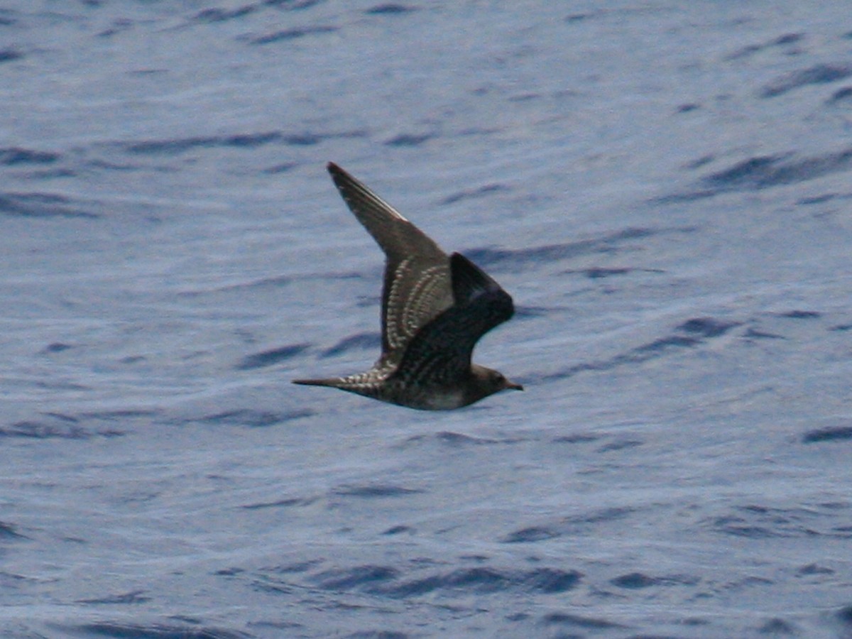 Long-tailed Jaeger - ML625458958