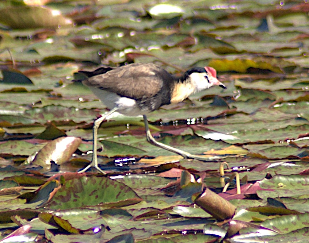 Comb-crested Jacana - ML625458963