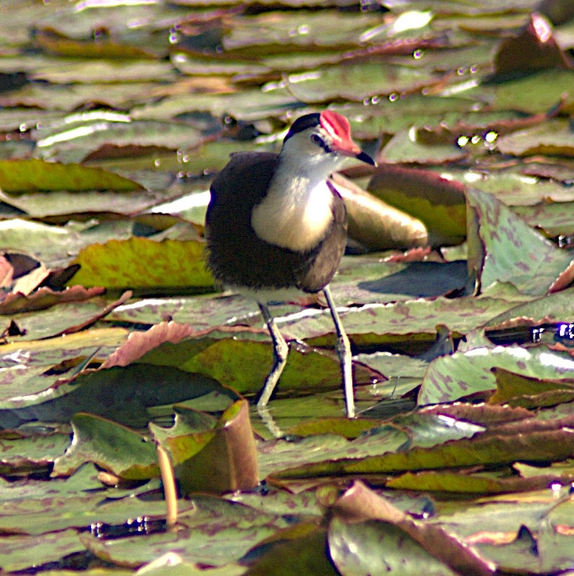 Comb-crested Jacana - ML625458964