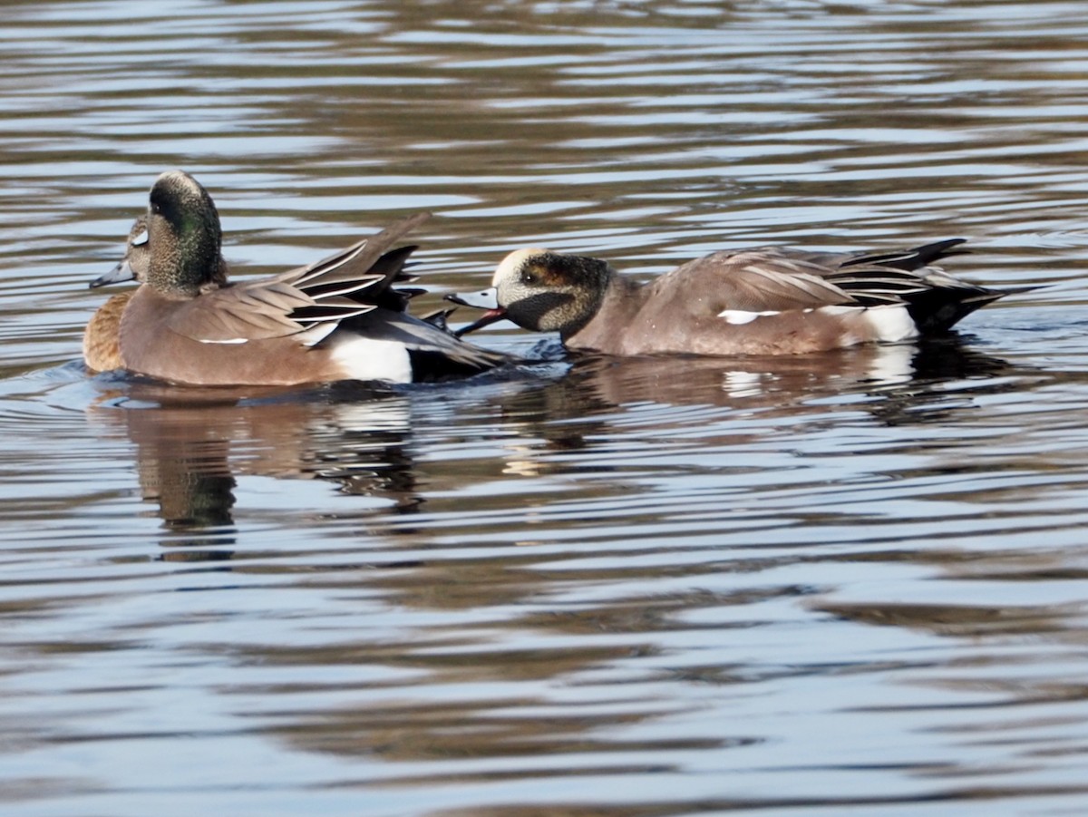 American Wigeon - ML625458997