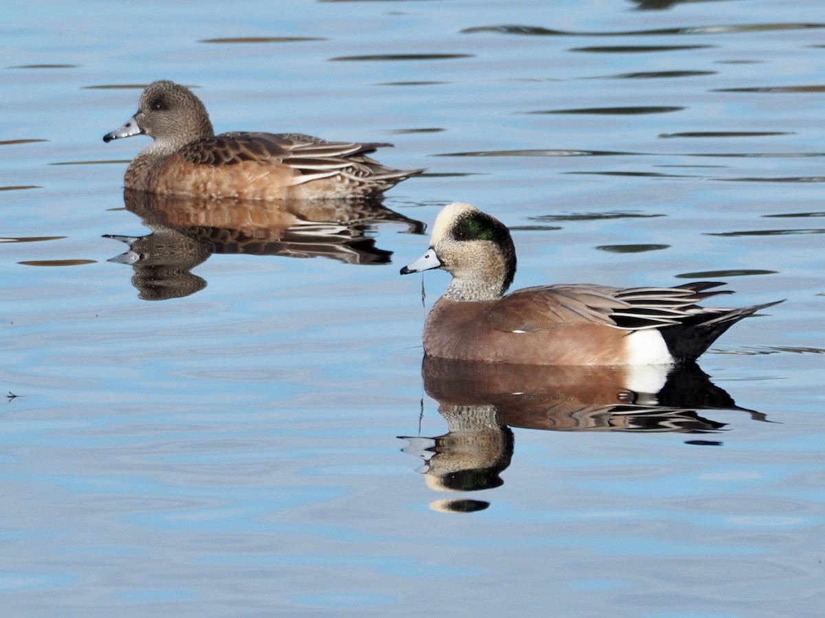 American Wigeon - ML625459007