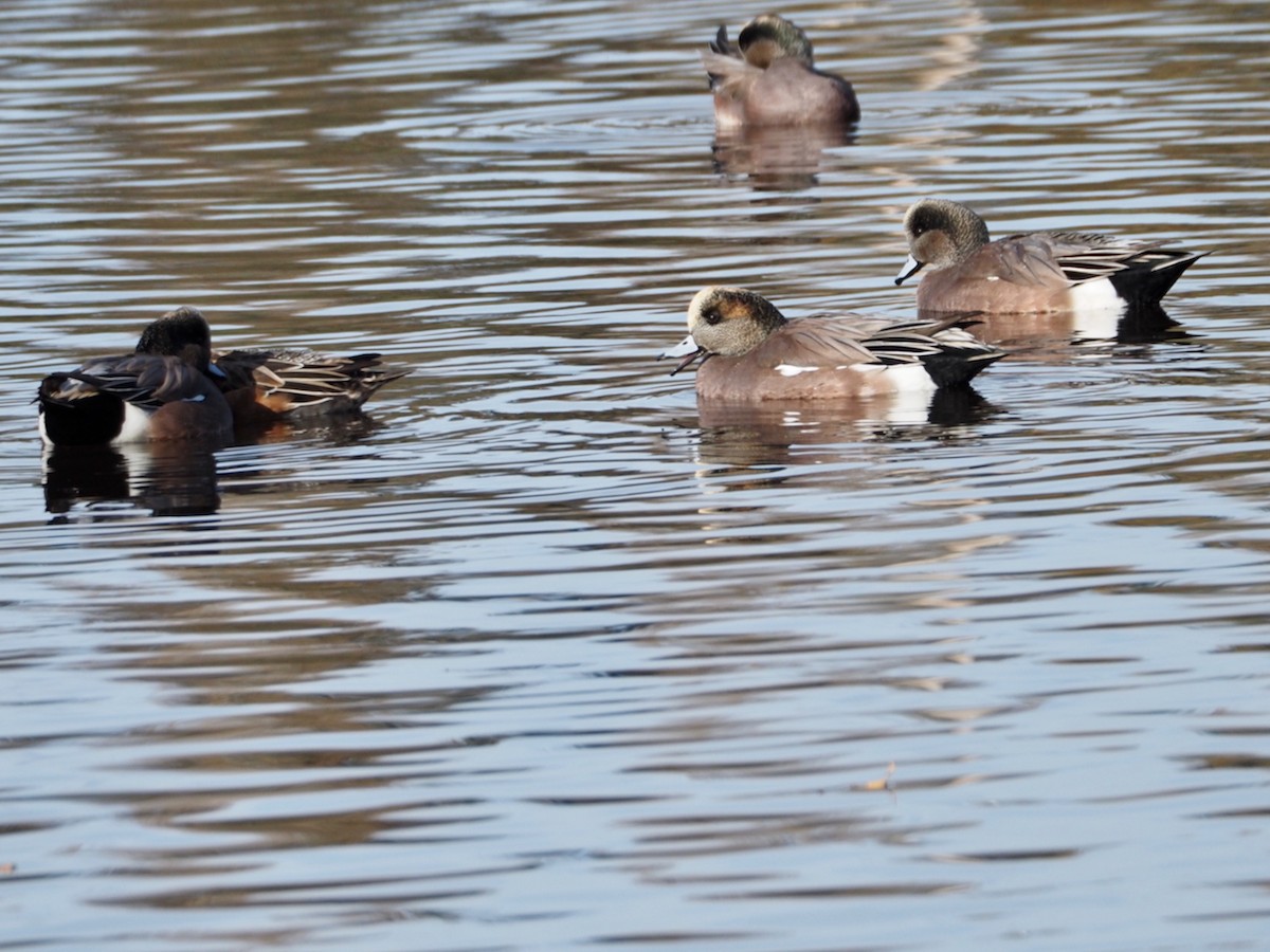 American Wigeon - ML625459008