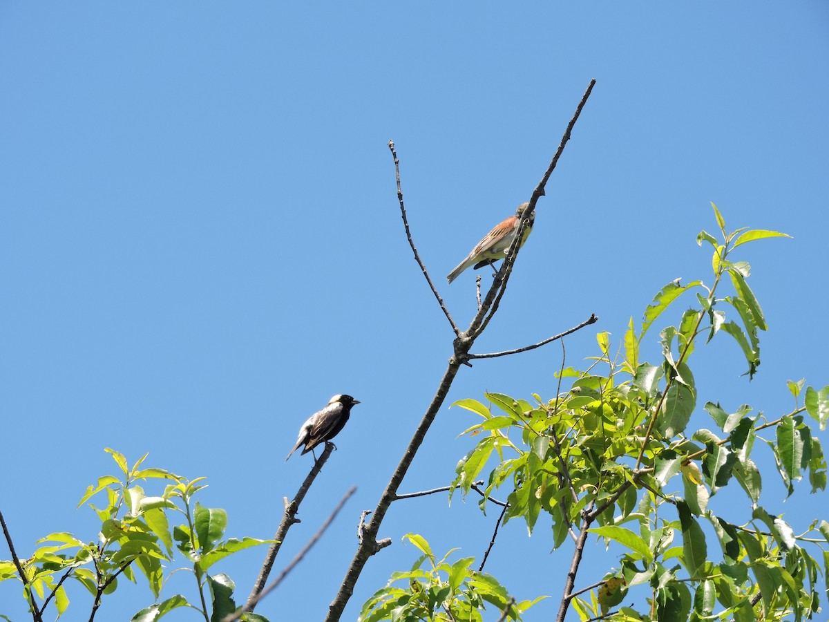 Dickcissel d'Amérique - ML62545901