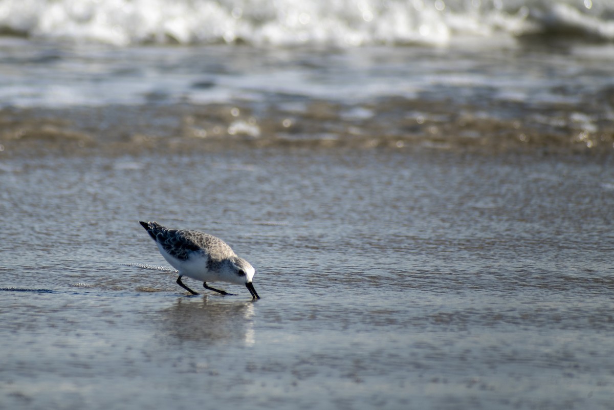Sanderling - ML625459024
