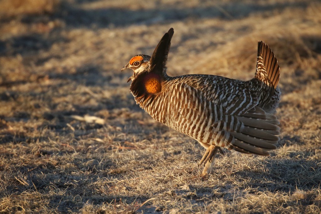 Tétras des prairies - ML625459158