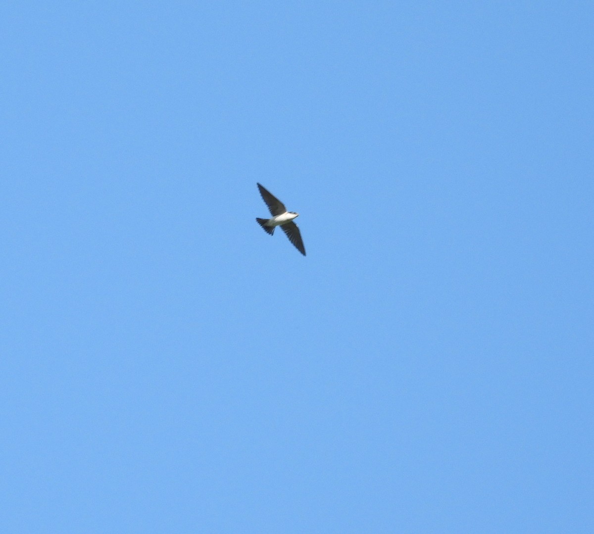 White-rumped Swallow - ML625459297