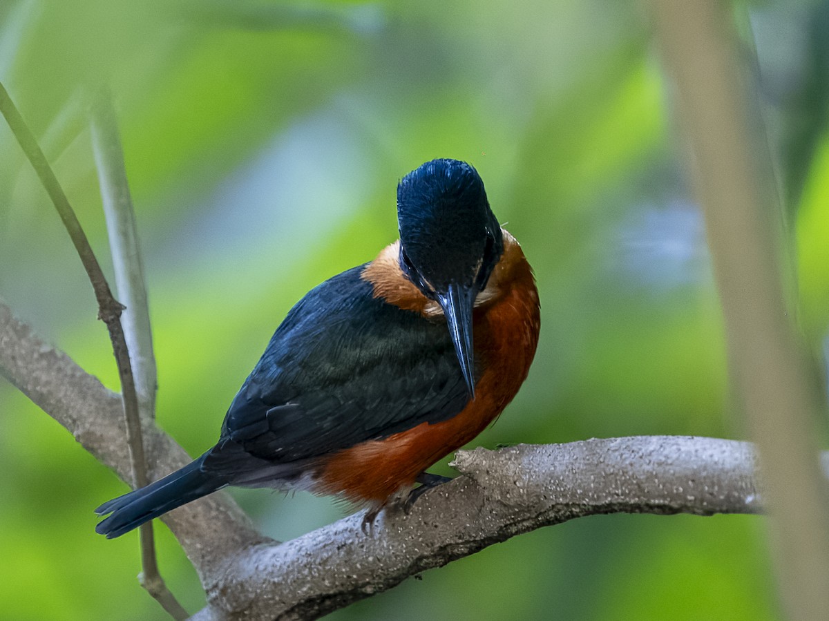 American Pygmy Kingfisher - ML625459391